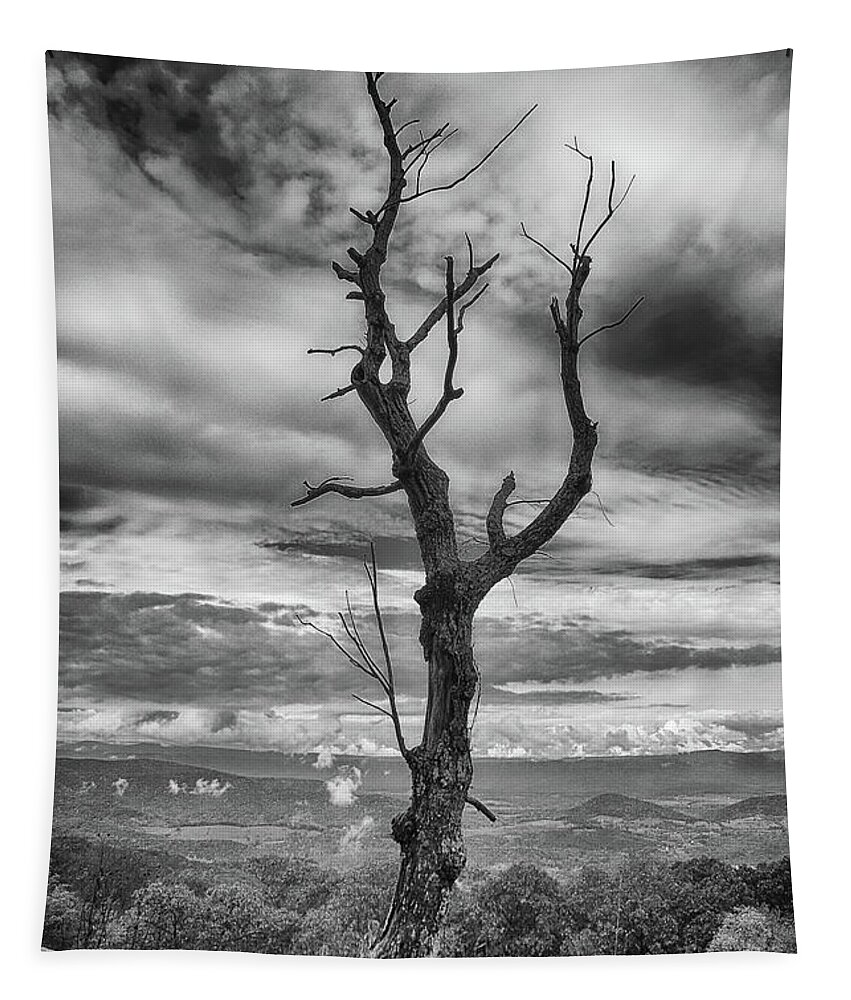 Black And White Tapestry featuring the photograph Single Tree In Black and White by Dawn Gari