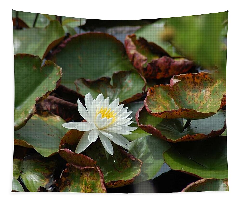 Water Tapestry featuring the photograph Single Water Lilly by Michael Thomas