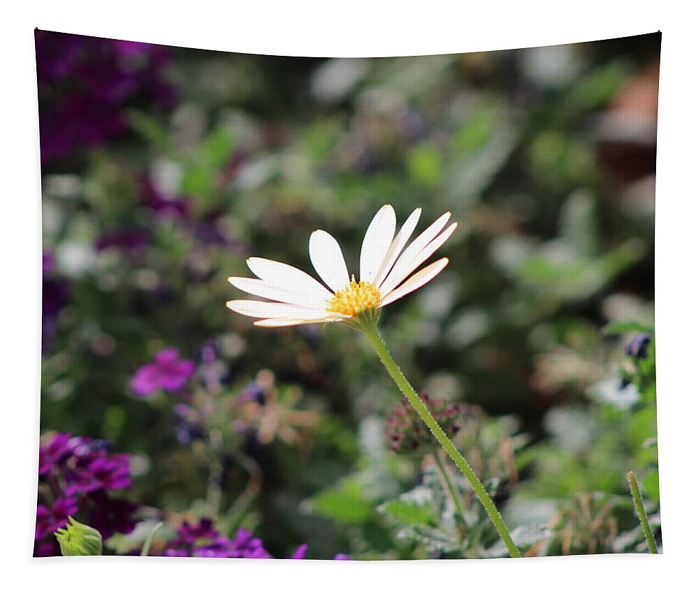 California Desert Tapestry featuring the photograph Single White Daisy on Purple by Colleen Cornelius