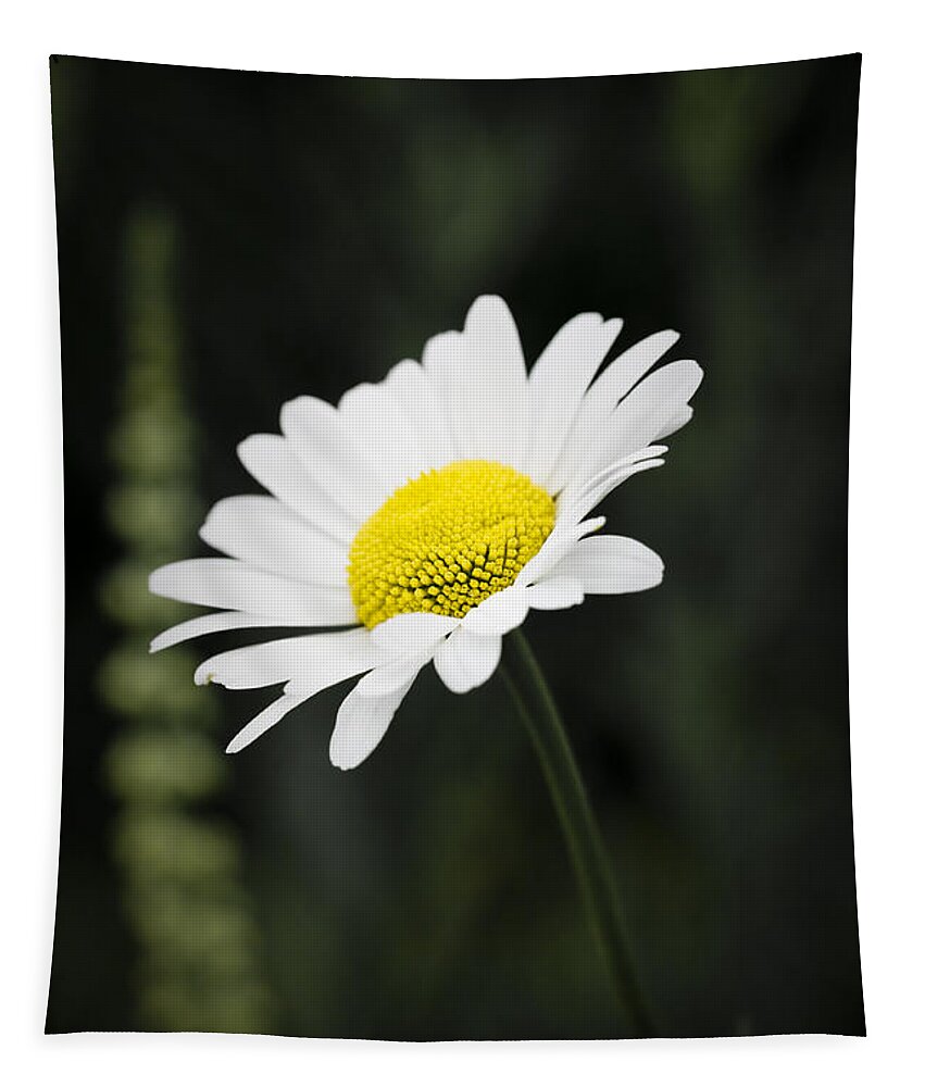 Flower Tapestry featuring the photograph Single wild daisy by Simon Bratt