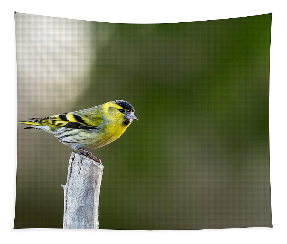 Siskin On Top Tapestry featuring the photograph Siskin on top by Torbjorn Swenelius