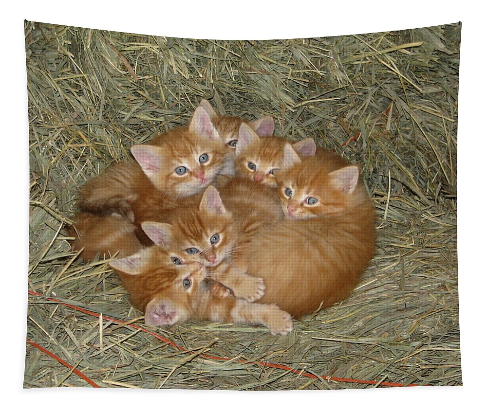 Kittens Tapestry featuring the photograph Six Kittens by Keith Stokes