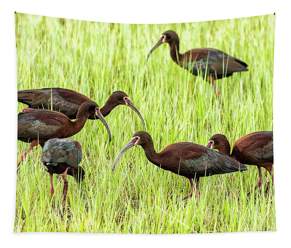 White-faced Ibis Tapestry featuring the photograph Six White-Faced Ibis in Breeding Plumage by Belinda Greb