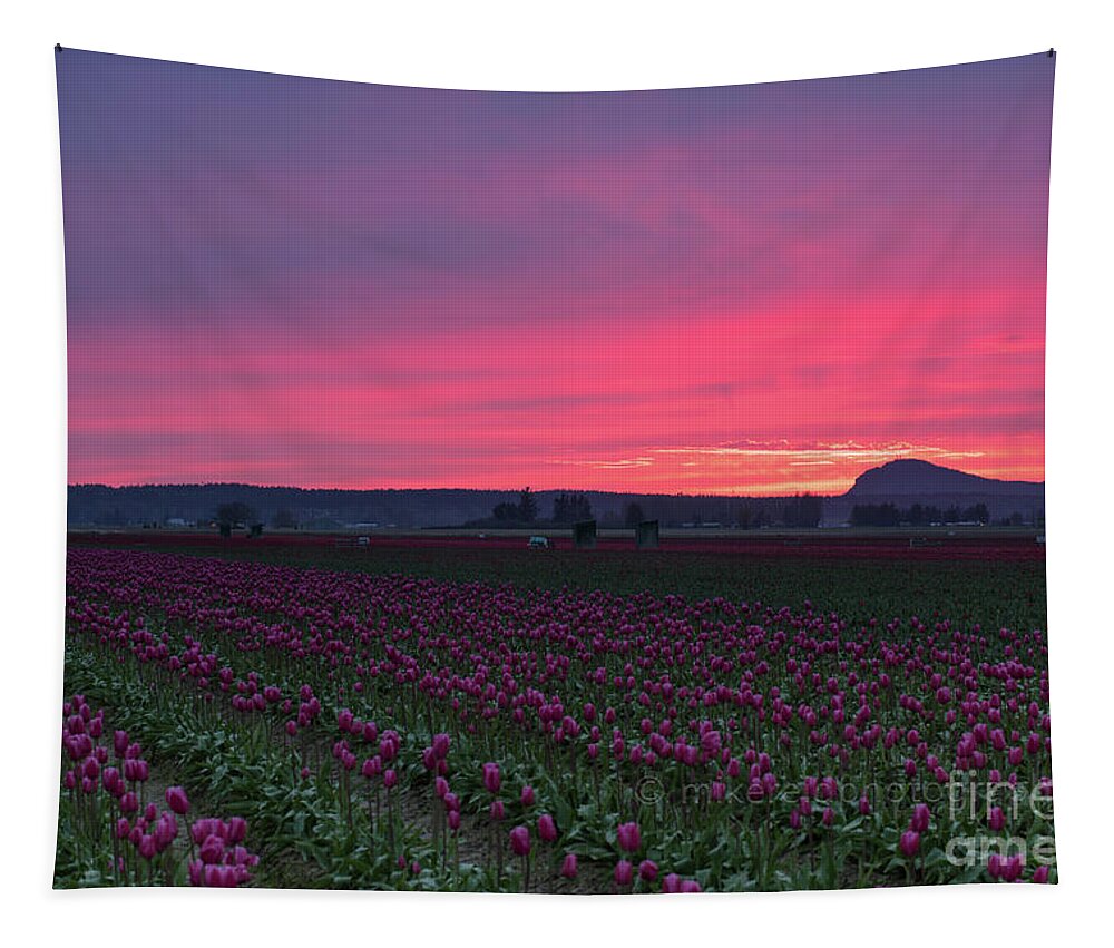 Tulip Tapestry featuring the photograph Skagit Valley Burning Skies by Mike Reid