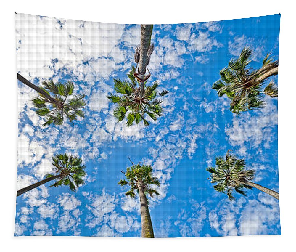 Skyward Palms Tapestry featuring the photograph Skyward Palms by Az Jackson