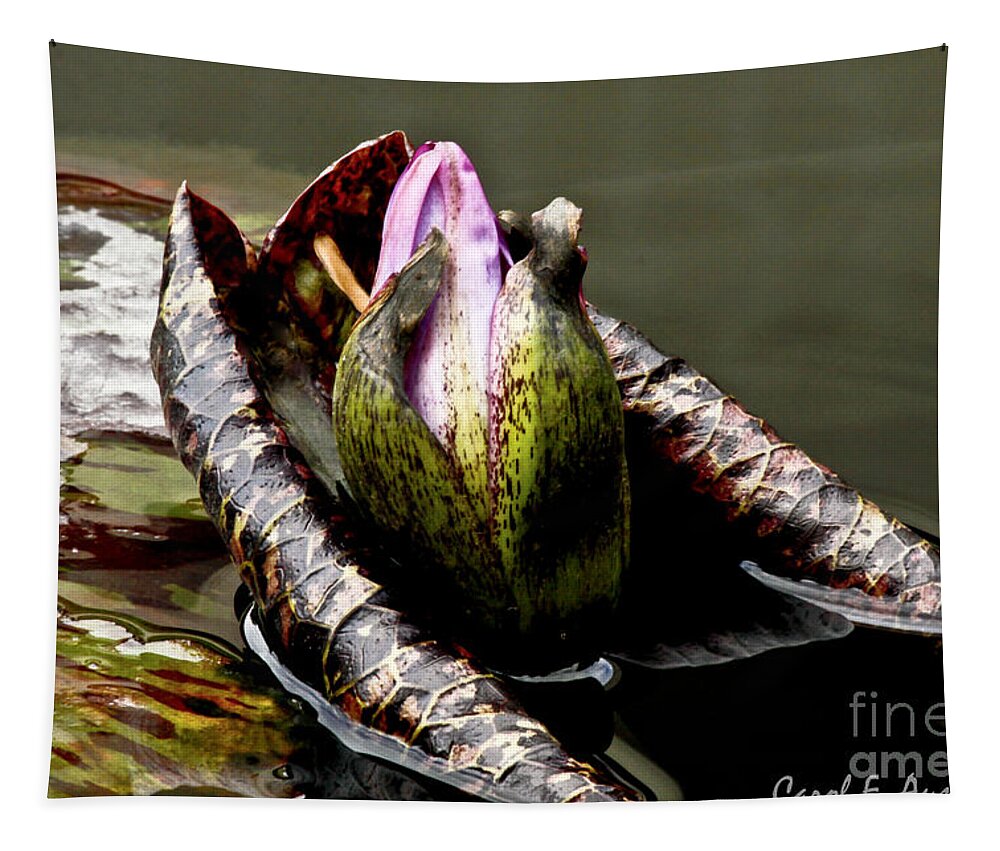 Lotus Tapestry featuring the photograph Sleeping Beauty in Water Lily Pond by Carol F Austin