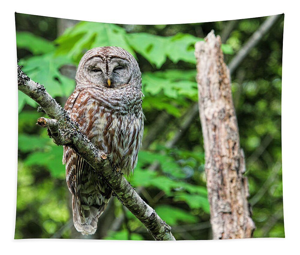 Owls Tapestry featuring the photograph Sleeping Owl by Peggy Collins