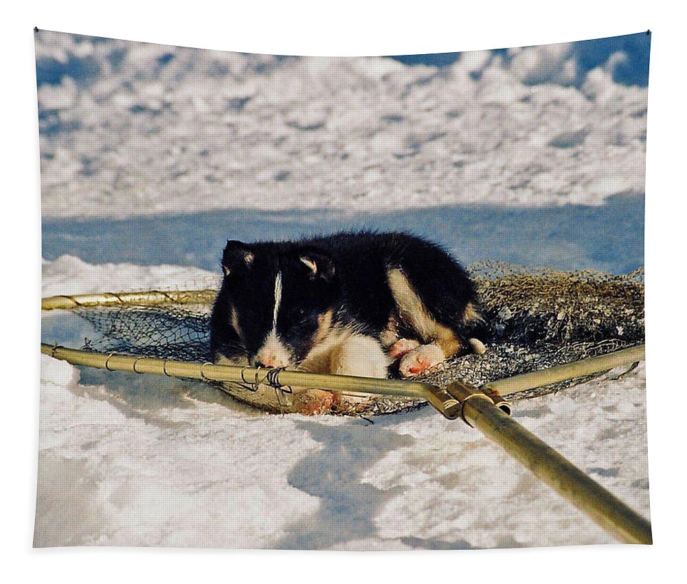 Alaska Tapestry featuring the photograph Sleeping Puppy by Juergen Weiss