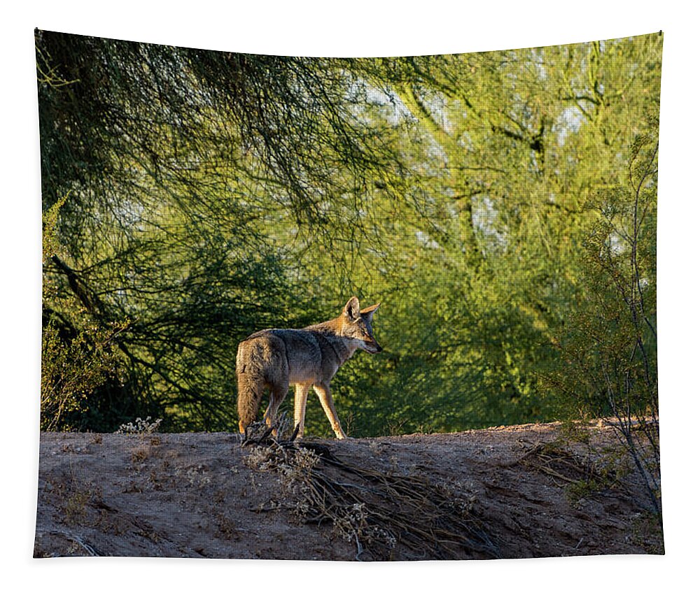 Sleepy Tapestry featuring the photograph Sleepy Coyote by Douglas Killourie