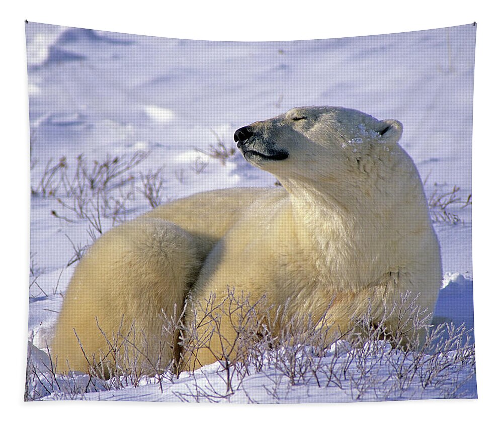 Polar Bear Tapestry featuring the photograph Sleepy Polar Bear by Tony Beck