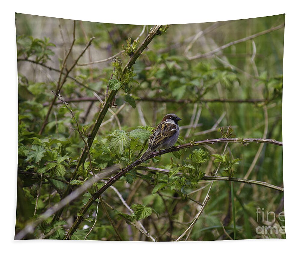 Landscape Tapestry featuring the photograph Small bird on Branch by Donna L Munro