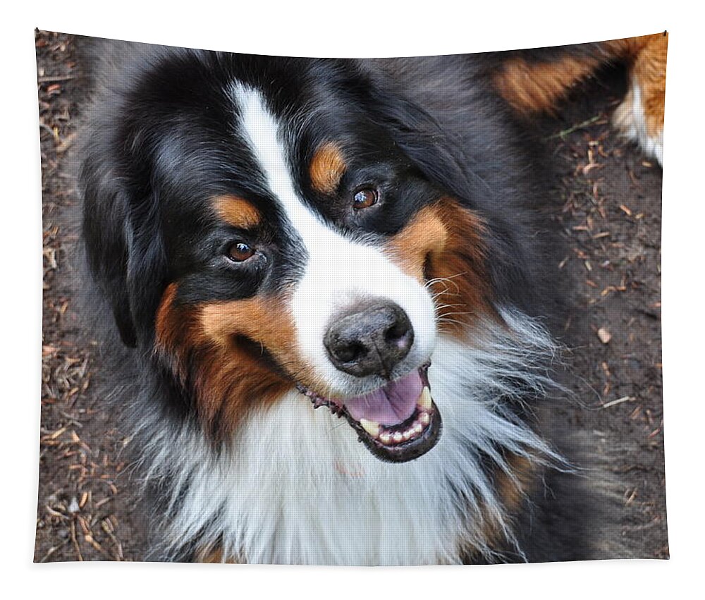 Outside Tapestry featuring the photograph Smiling Bernese Mountain Dog by Pelo Blanco Photo