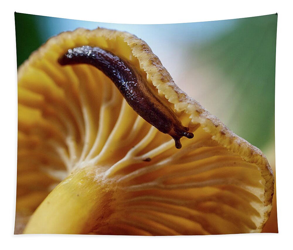 Cantharellus Tubaeformis Tapestry featuring the photograph Snail on the chanterelle by Jouko Lehto