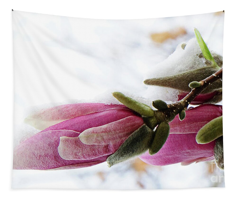 Magnolia Blossoms Tapestry featuring the photograph Snow Capped Magnolia Blossoms by Andee Design