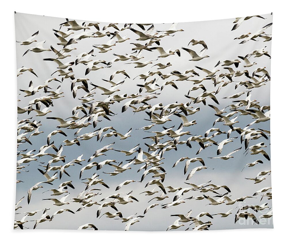 Snow Geese Tapestry featuring the photograph Snow Goose Storm by Michael Dawson
