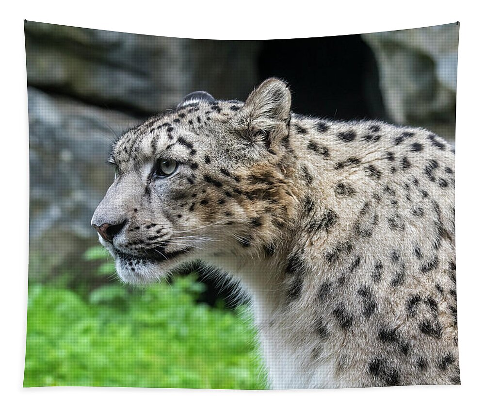 Snow Leopard Tapestry featuring the photograph Snow Leopard, Asia by Arterra Picture Library
