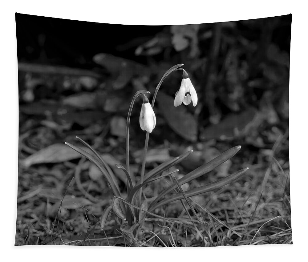 Snowdrops Tapestry featuring the photograph Snowdrops by Elena Perelman