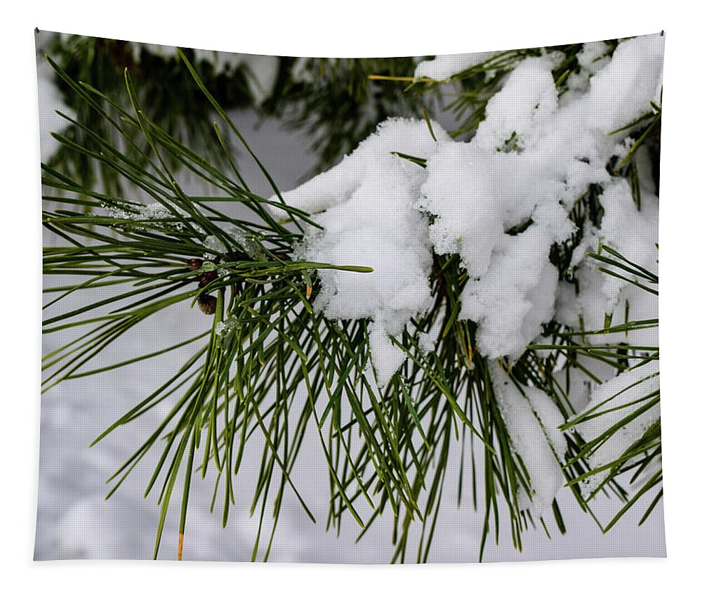 Snow Tapestry featuring the photograph Snowy Branch by Nicole Lloyd