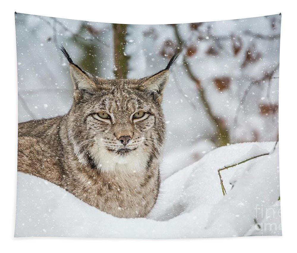 Eurasian Lynx Tapestry featuring the photograph Snowy Lynx by Eva Lechner