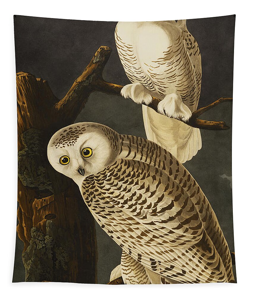 Snowy Owl Tapestry featuring the drawing Snowy Owl by John James Audubon