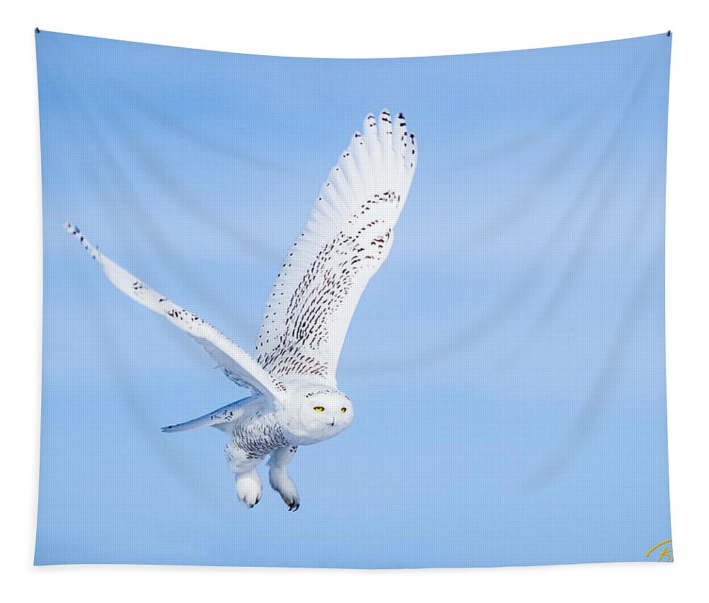 Animals Tapestry featuring the photograph Snowy Owls Soaring by Rikk Flohr