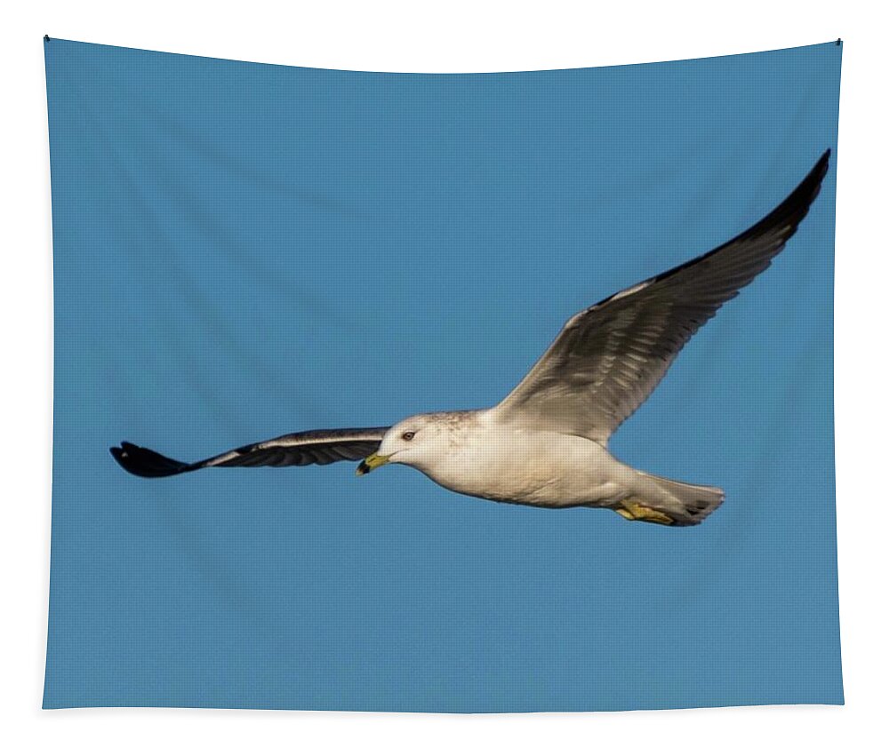 Wildlife Tapestry featuring the photograph Soaring Gull by John Benedict