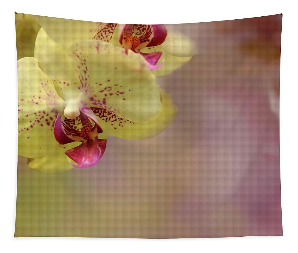 Background Tapestry featuring the photograph Soft and Sweet by Ann Bridges