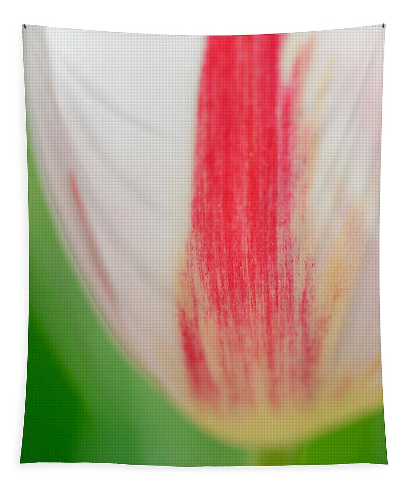 Tulip Tapestry featuring the photograph Soft and tender Tulip closeup red white green by Matthias Hauser