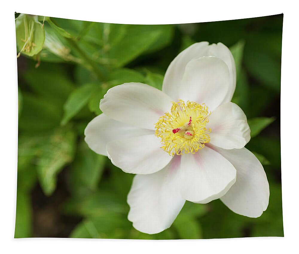 Jenny Rainbow Fine Art Photography Tapestry featuring the photograph Soft Apricot Kisses. Beauty of Peony Flowers by Jenny Rainbow