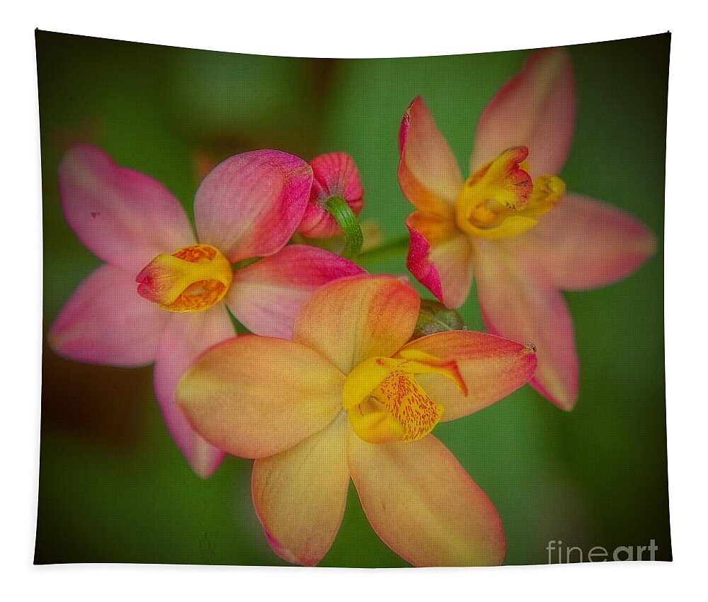 Orchids Tapestry featuring the photograph Softly, as in a Morning Sunrise by Elizabeth Winter