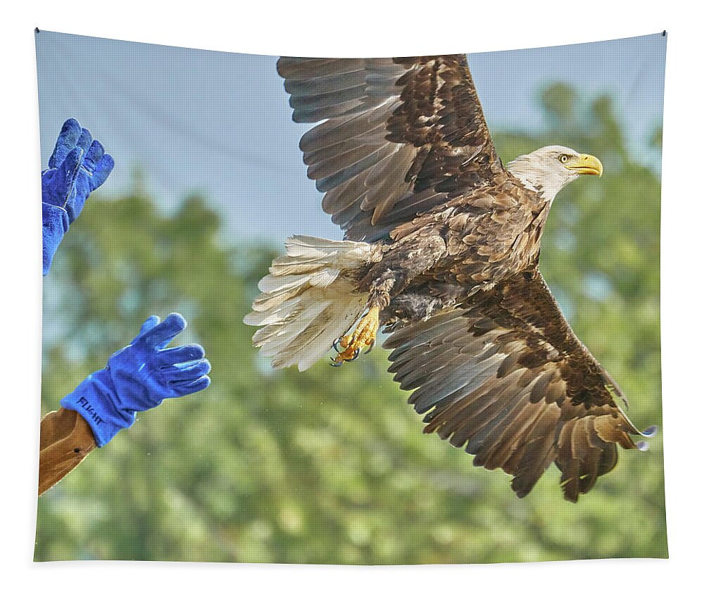Eagle Tapestry featuring the photograph Some Days We Win by Jim Hughes