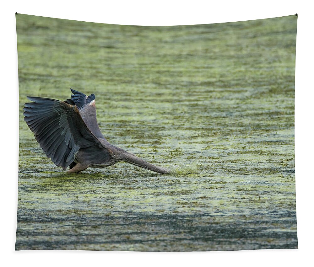 Bird Tapestry featuring the photograph Sometimes you just go head first... by Wild Fotos