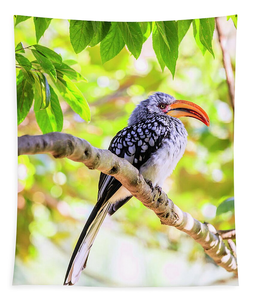 Hornbill Tapestry featuring the photograph Southern Yellow billed Hornbill by Alexey Stiop