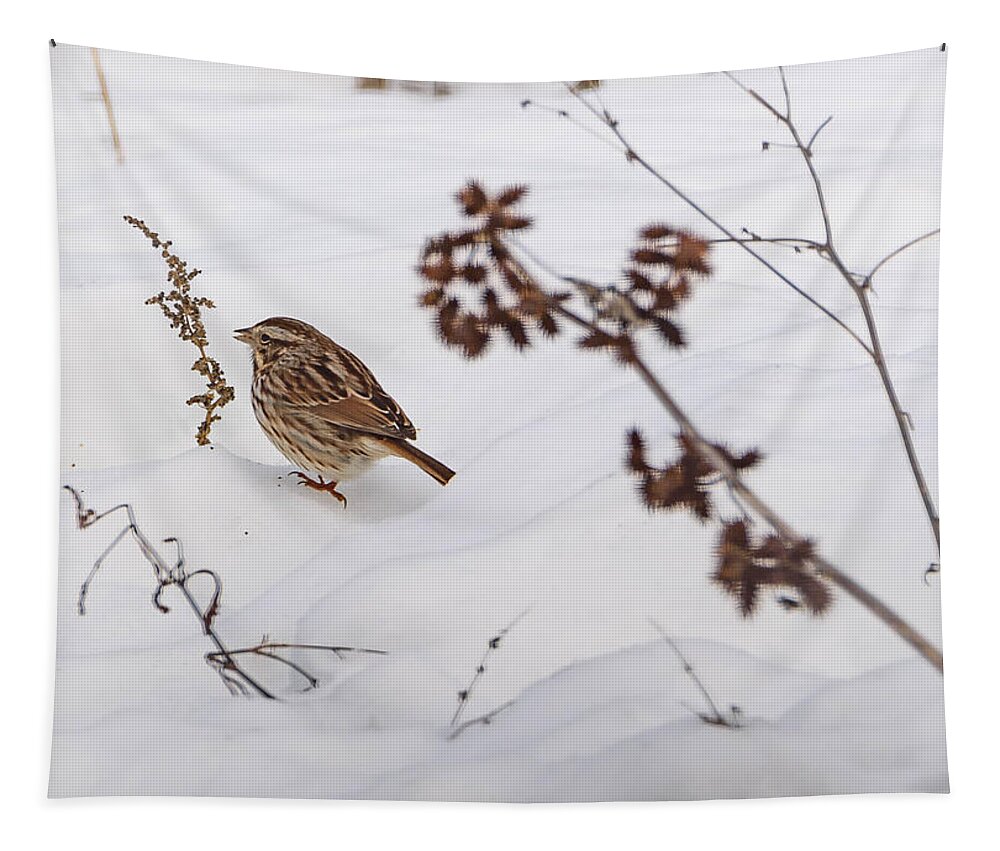 Song Sparrow Tapestry featuring the photograph Sparrow in the Winter snow by Holden The Moment