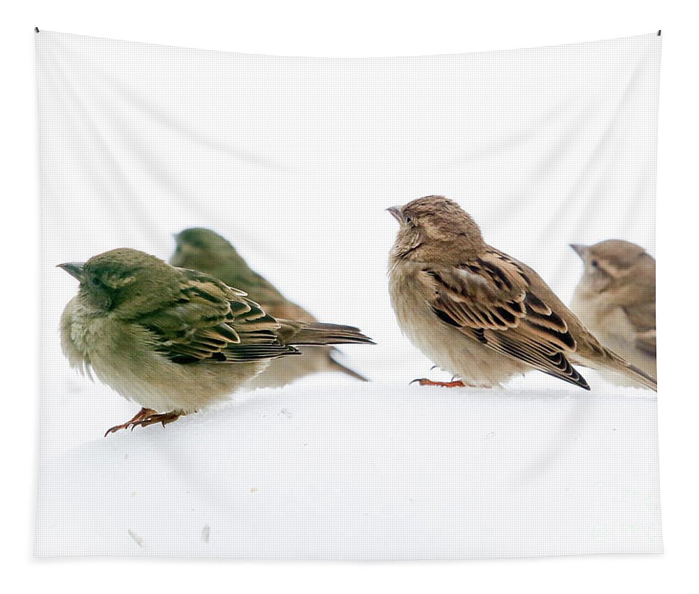 Birds Tapestry featuring the photograph Sparrows in the Snow by Eleanor Abramson