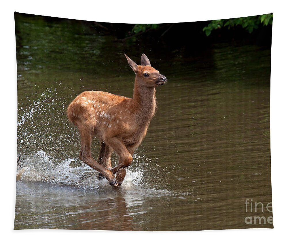 Elk Tapestry featuring the photograph Speed Racer by Jim Garrison