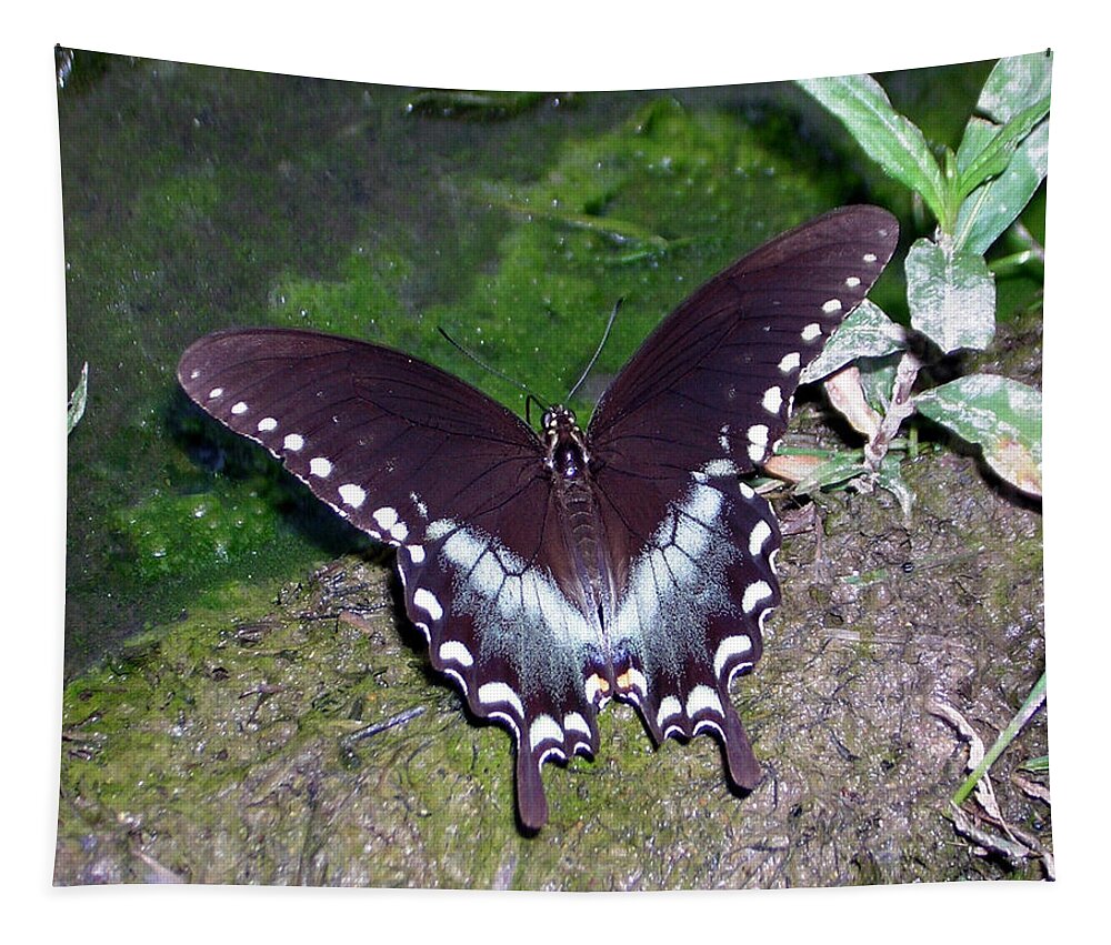 Butterfly Tapestry featuring the photograph Spicebush Swallowtail Butterfly by George Jones