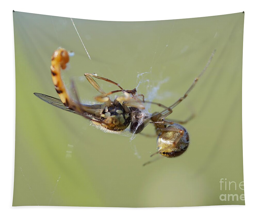 Closeup Tapestry featuring the photograph Spider and its prey by Michal Boubin