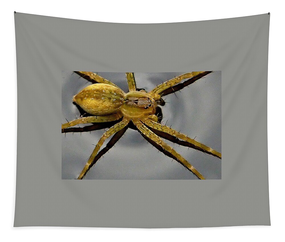 Spider Tapestry featuring the photograph Spider by Farol Tomson