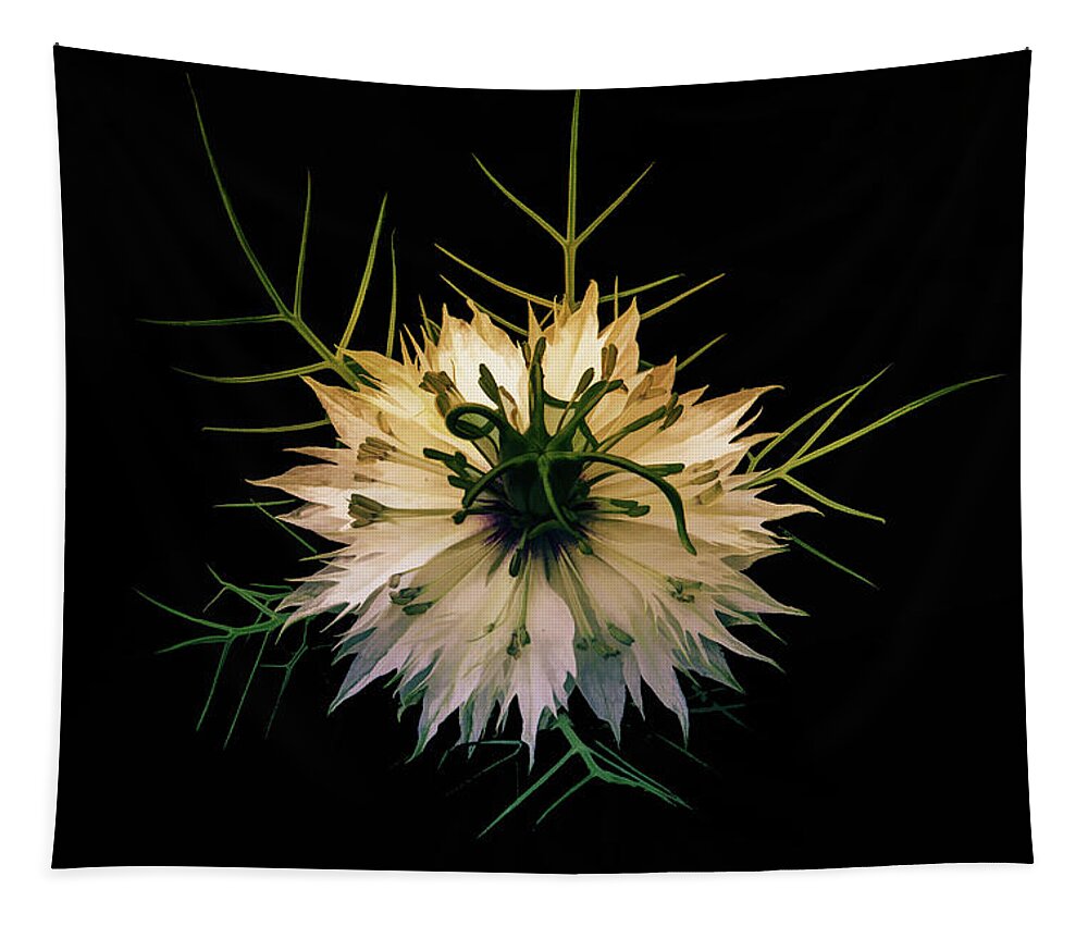Flower Tapestry featuring the digital art Spiky on Black by Terry Davis