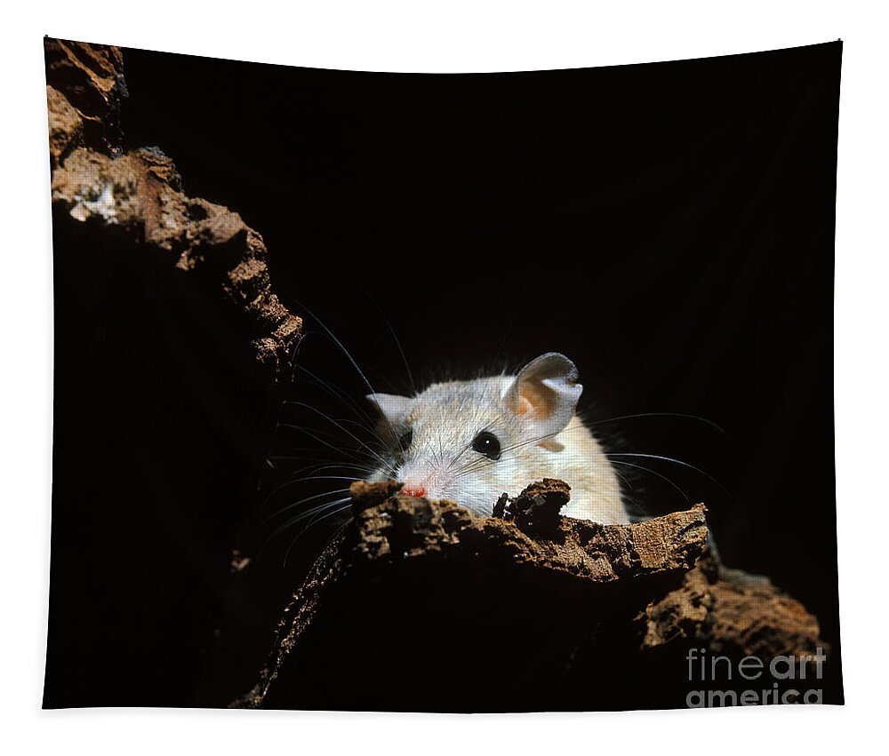 Acomys Dimidiatus Tapestry featuring the photograph Spiny Mouse Acomys Dimidiatus by Gerard Lacz