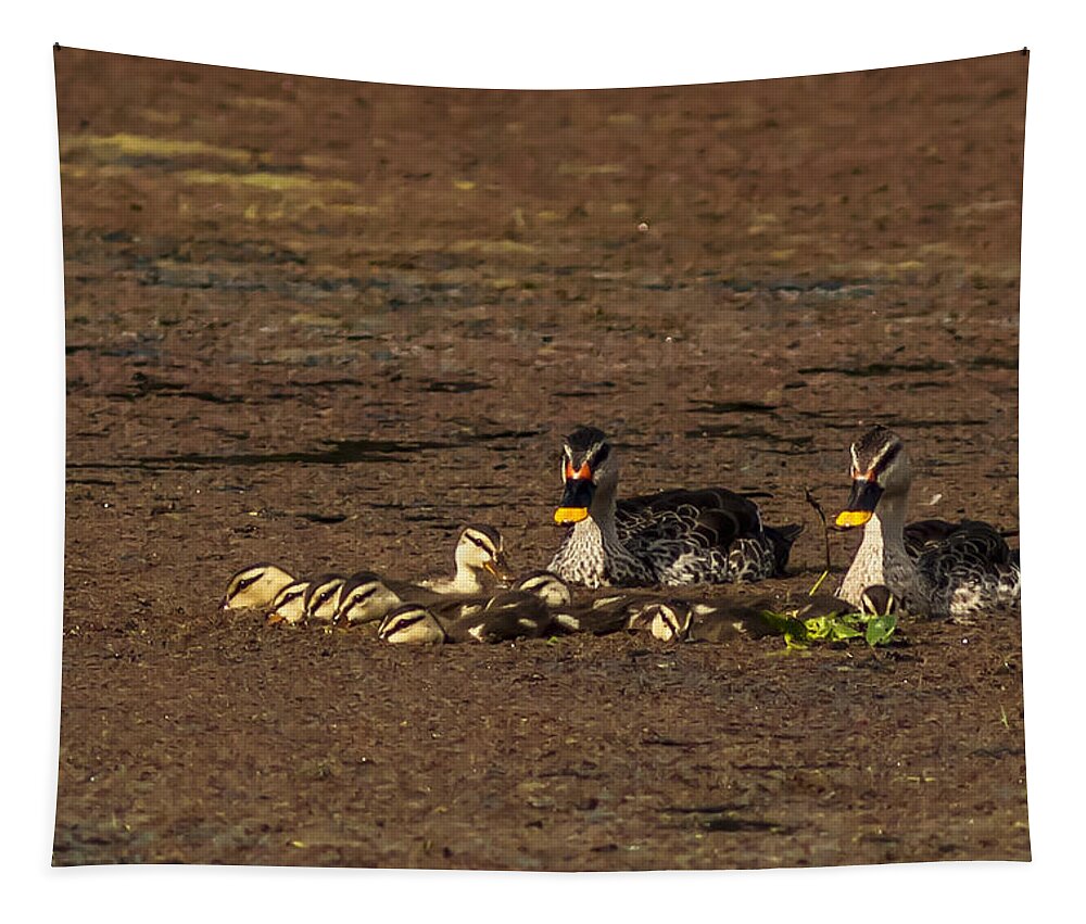 Spotbill Tapestry featuring the photograph Spot Billed Duck Family by Ramabhadran Thirupattur
