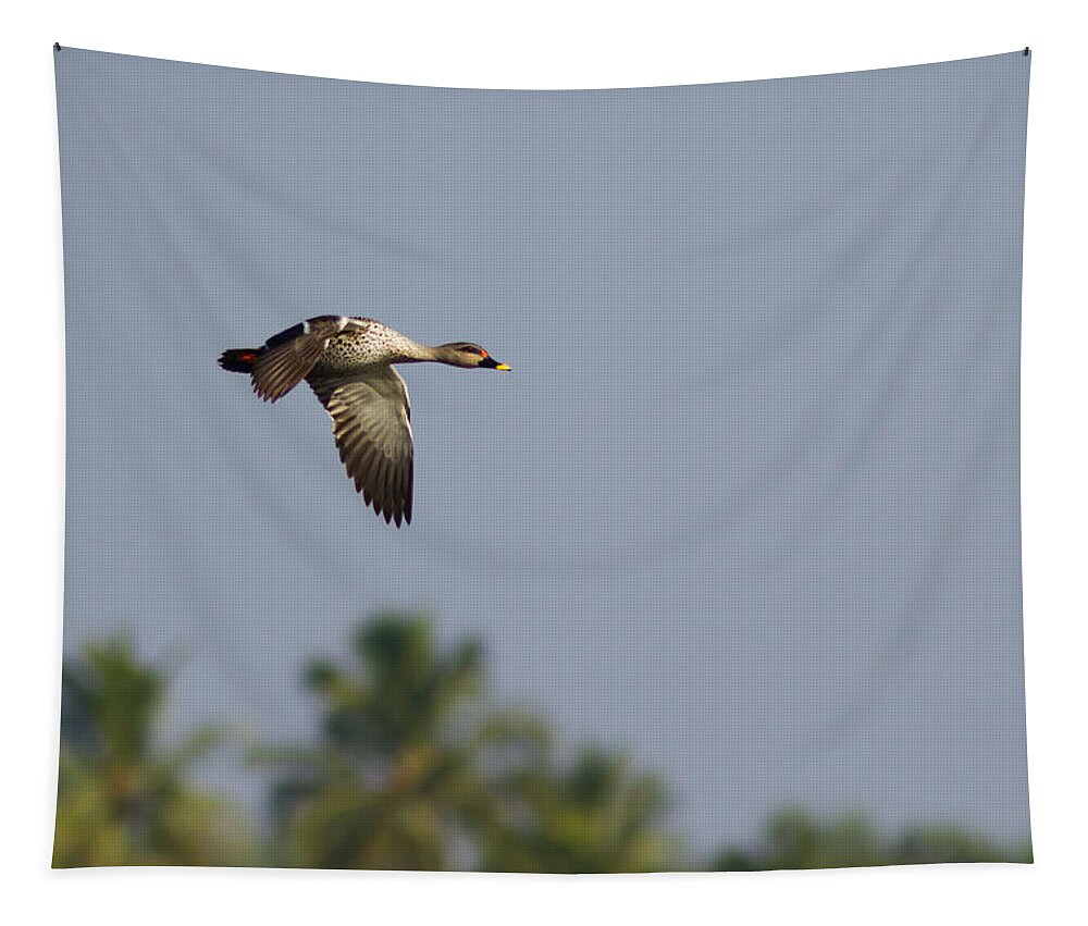 Bird Tapestry featuring the photograph Spot-billed duck - In Flight by Ramabhadran Thirupattur