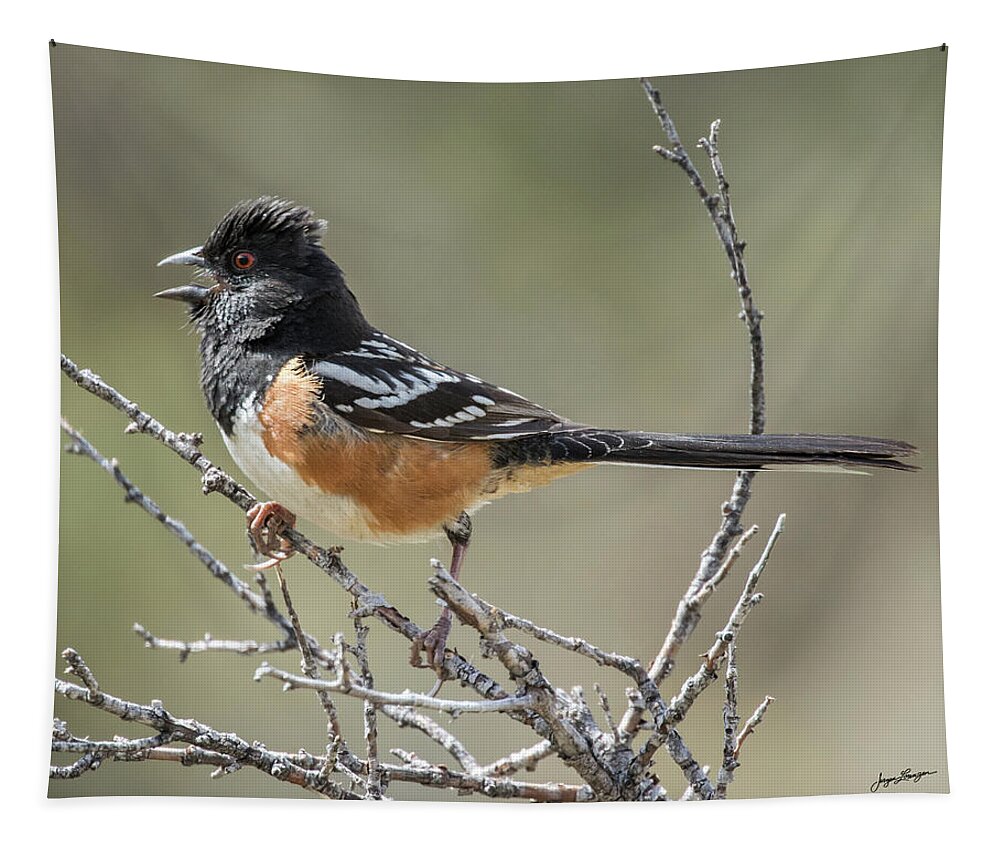 Spotted Towhee Tapestry featuring the photograph Spotted Towhee by Jurgen Lorenzen