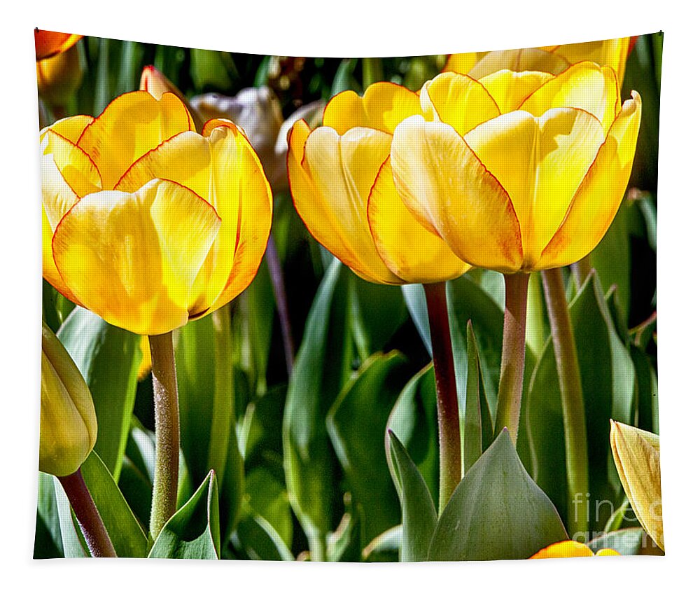 Tulips Tapestry featuring the photograph Spring Beauty by David Millenheft