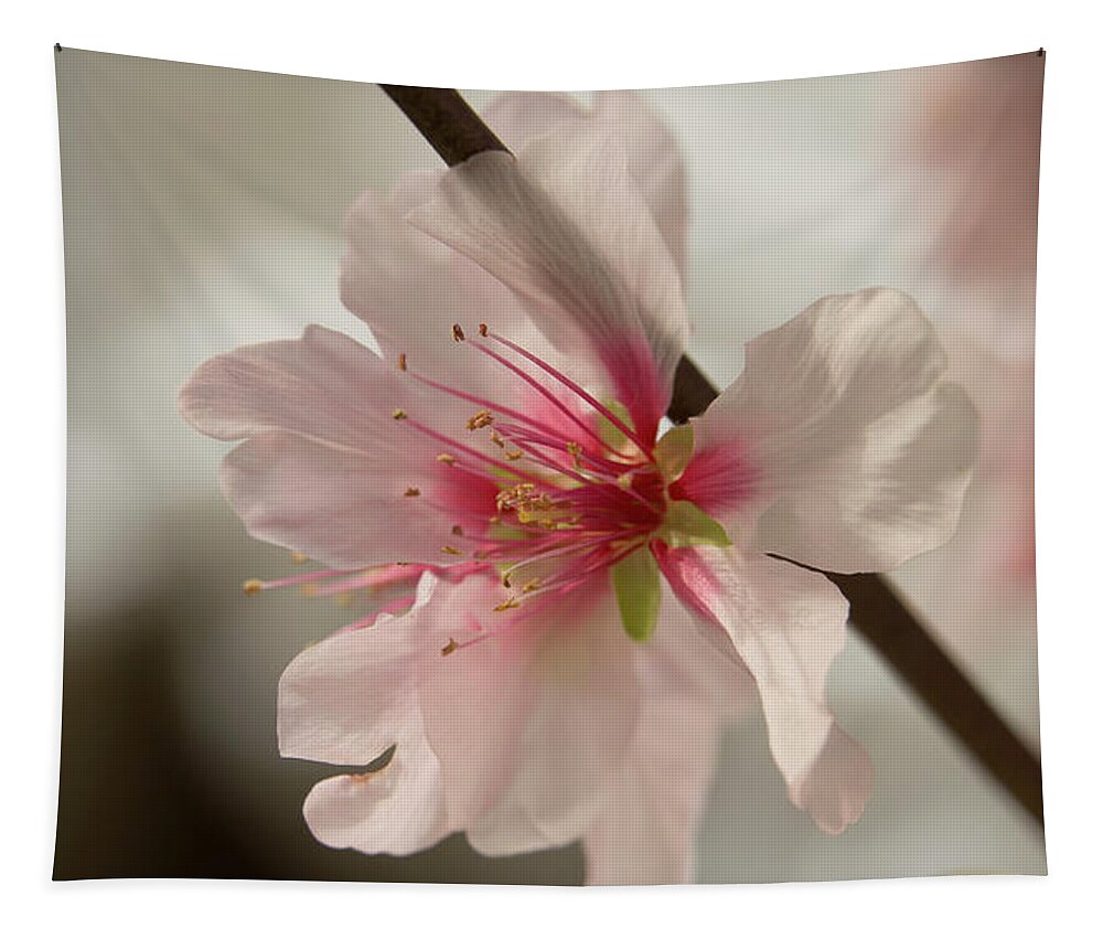 Spring Tapestry featuring the photograph Spring Blossom by Elena Perelman