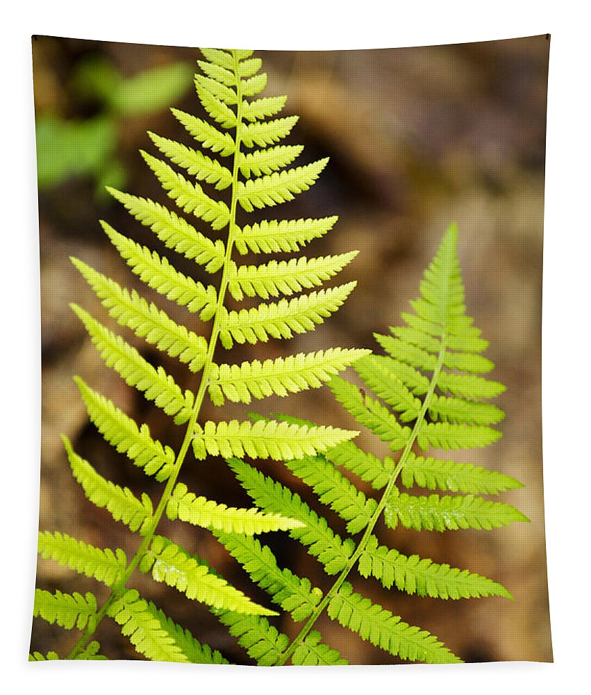 Fern Tapestry featuring the photograph Spring Ferns by Christina Rollo