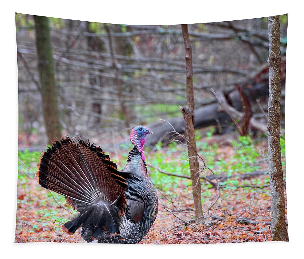 Square Tapestry featuring the photograph Spring Gobbler Square by Bill Wakeley