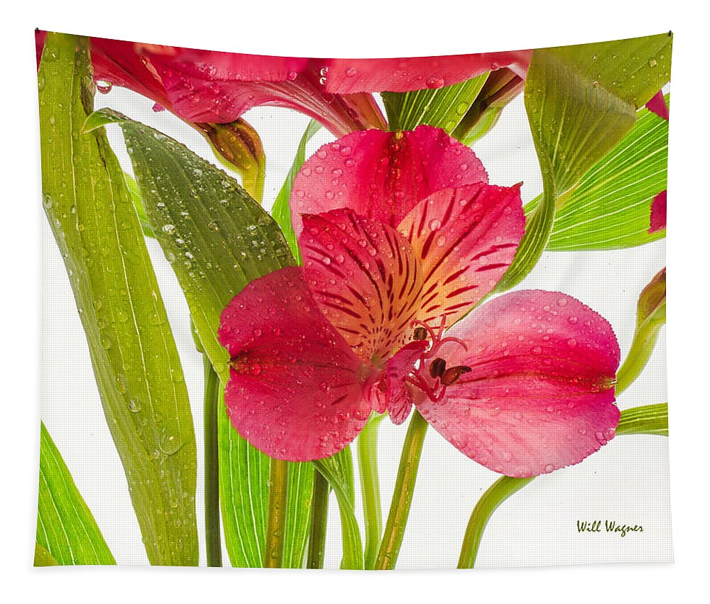 Flower Tapestry featuring the photograph Spring Rain by Will Wagner