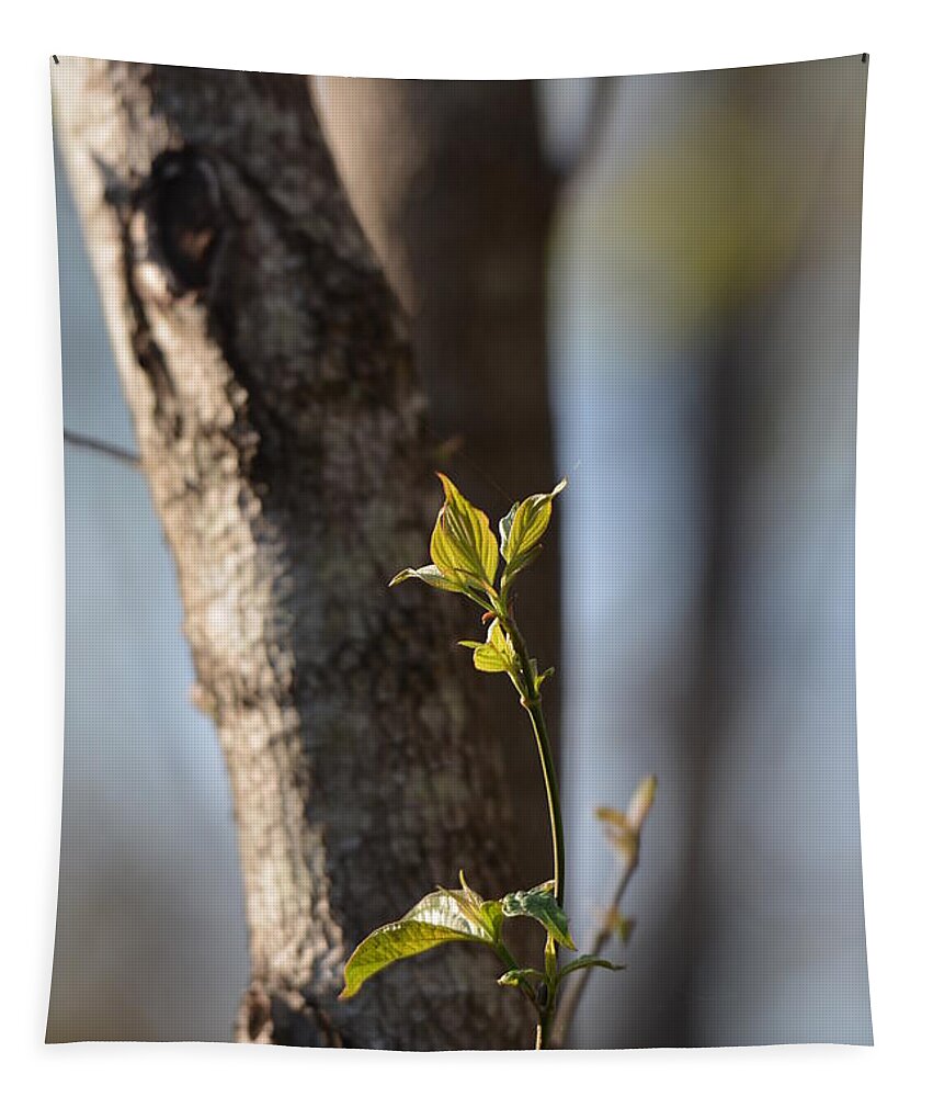 Spring Sprout Tapestry featuring the photograph Spring Sprout by Maria Urso